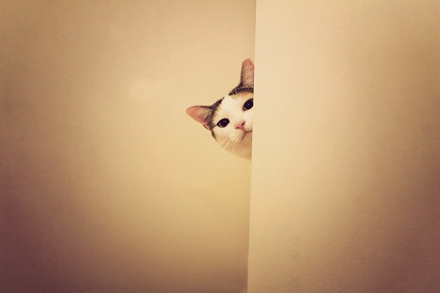 [4748623edbcfe889[2].jpg]