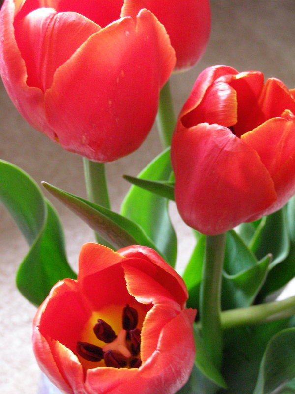 [red_1_by_coralicious.jpg]