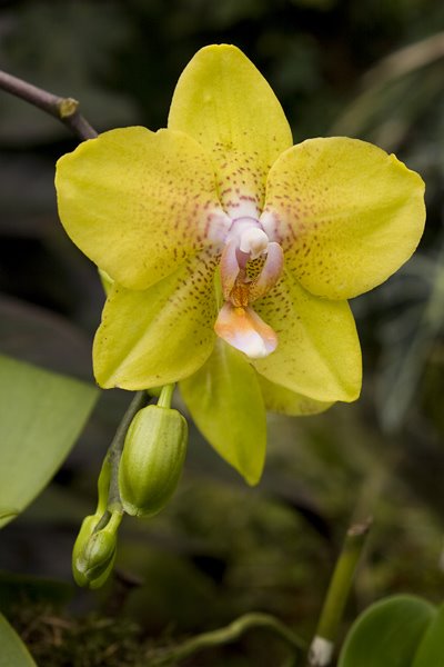 [orchidee-5.jpg]
