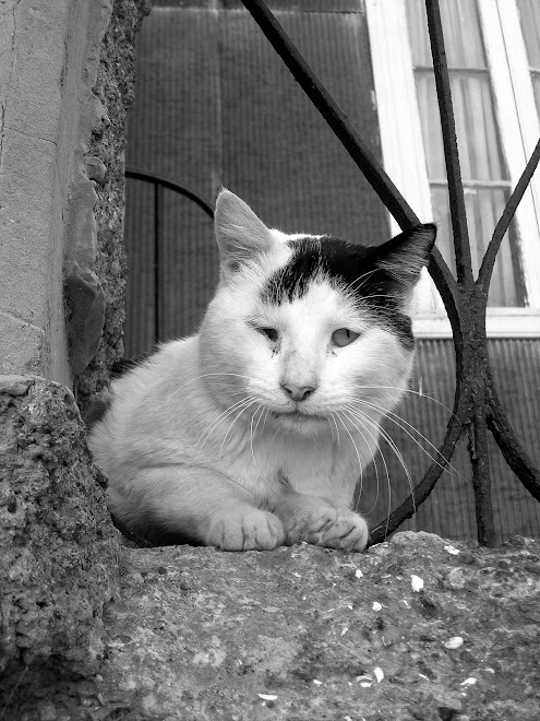 Gatito, Cerro Playa Ancha