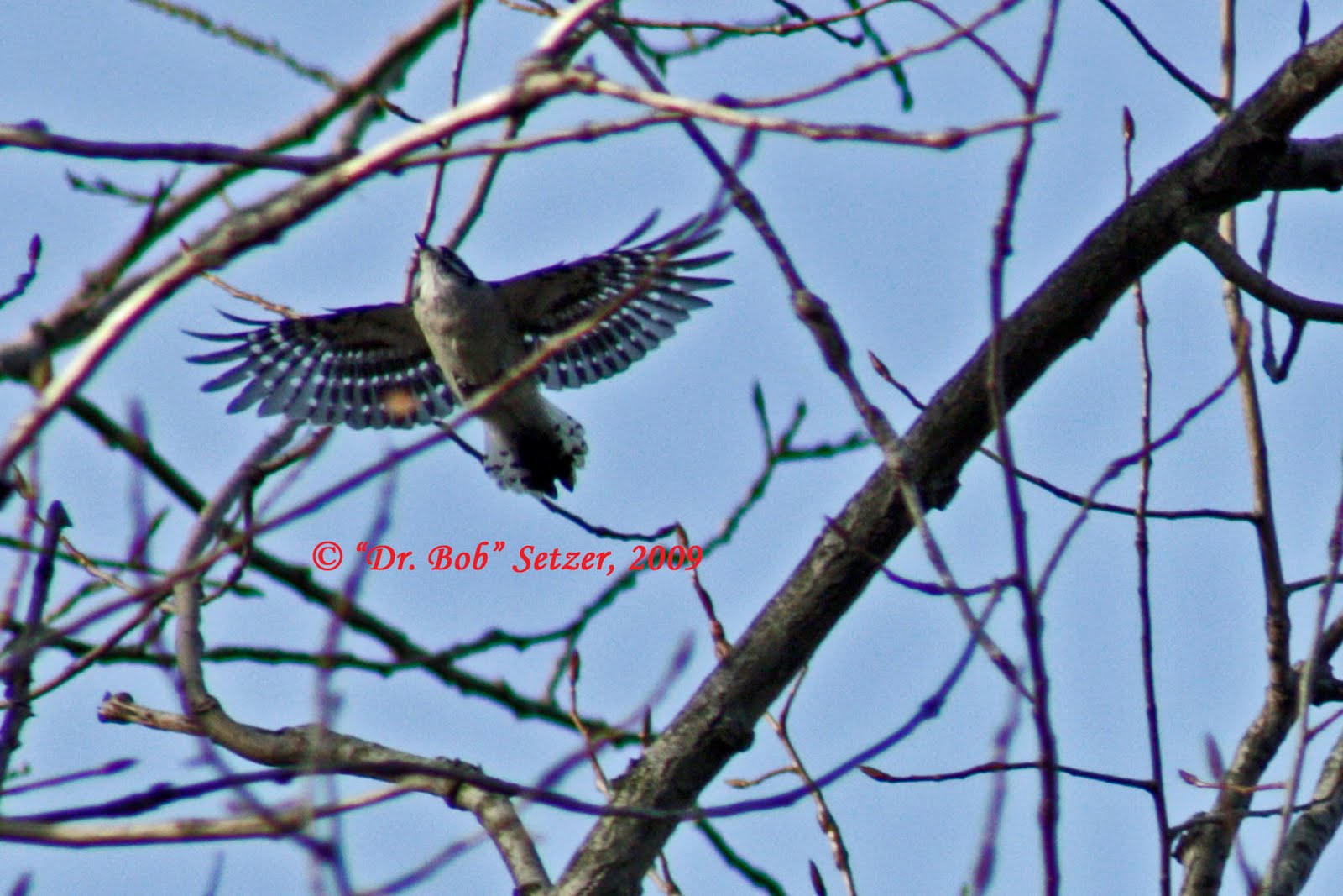 downy woodpecker flying downy woodpecker flying