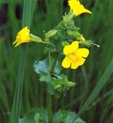 florais de bach mimulus