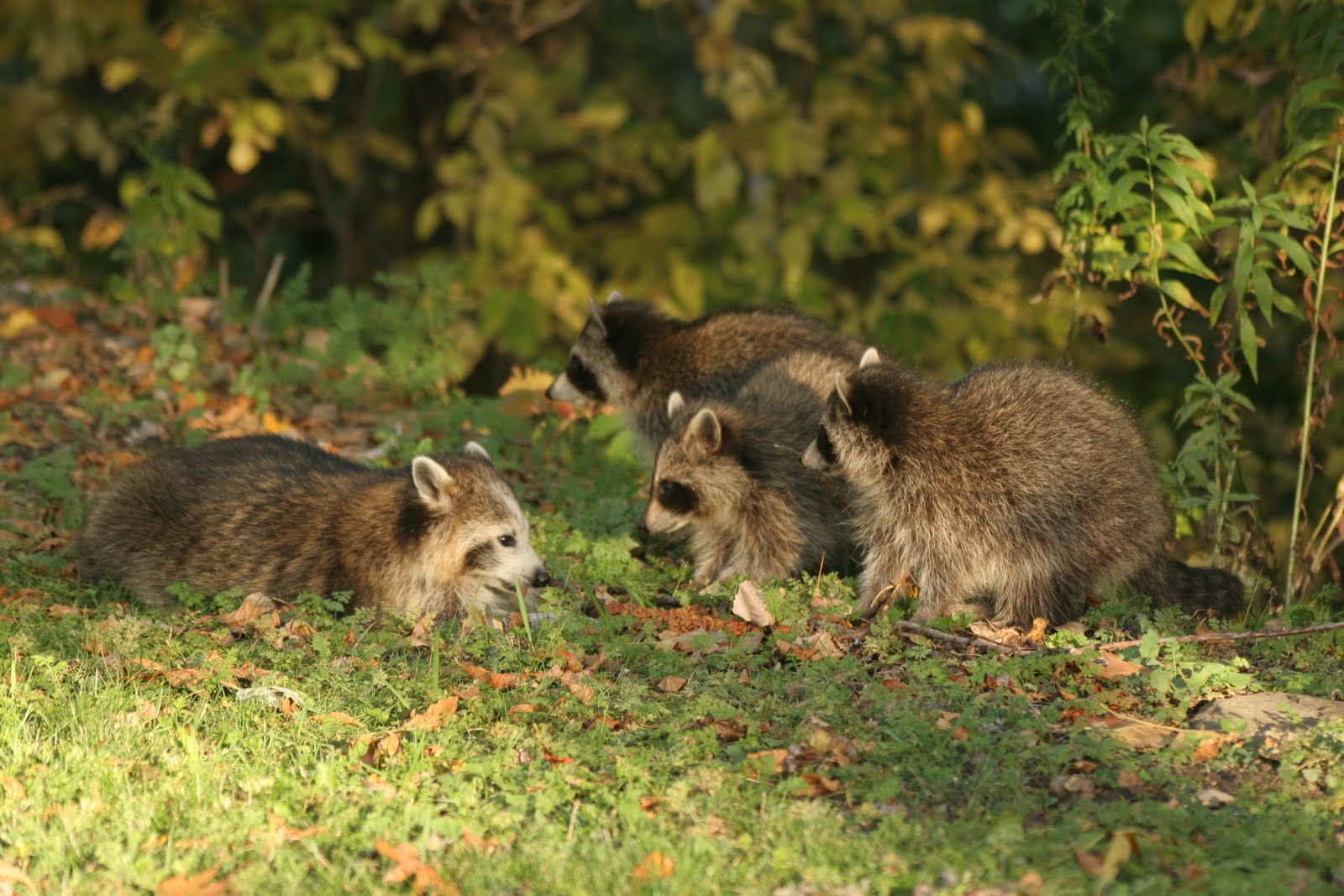 Thoughts and things: A special raccoon
