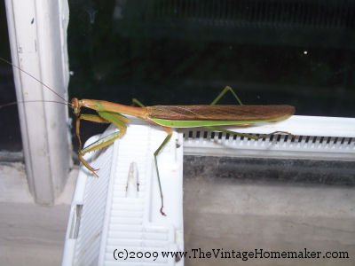 [praying+mantis.jpg]