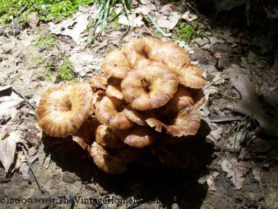 [mushrooms1.jpg]