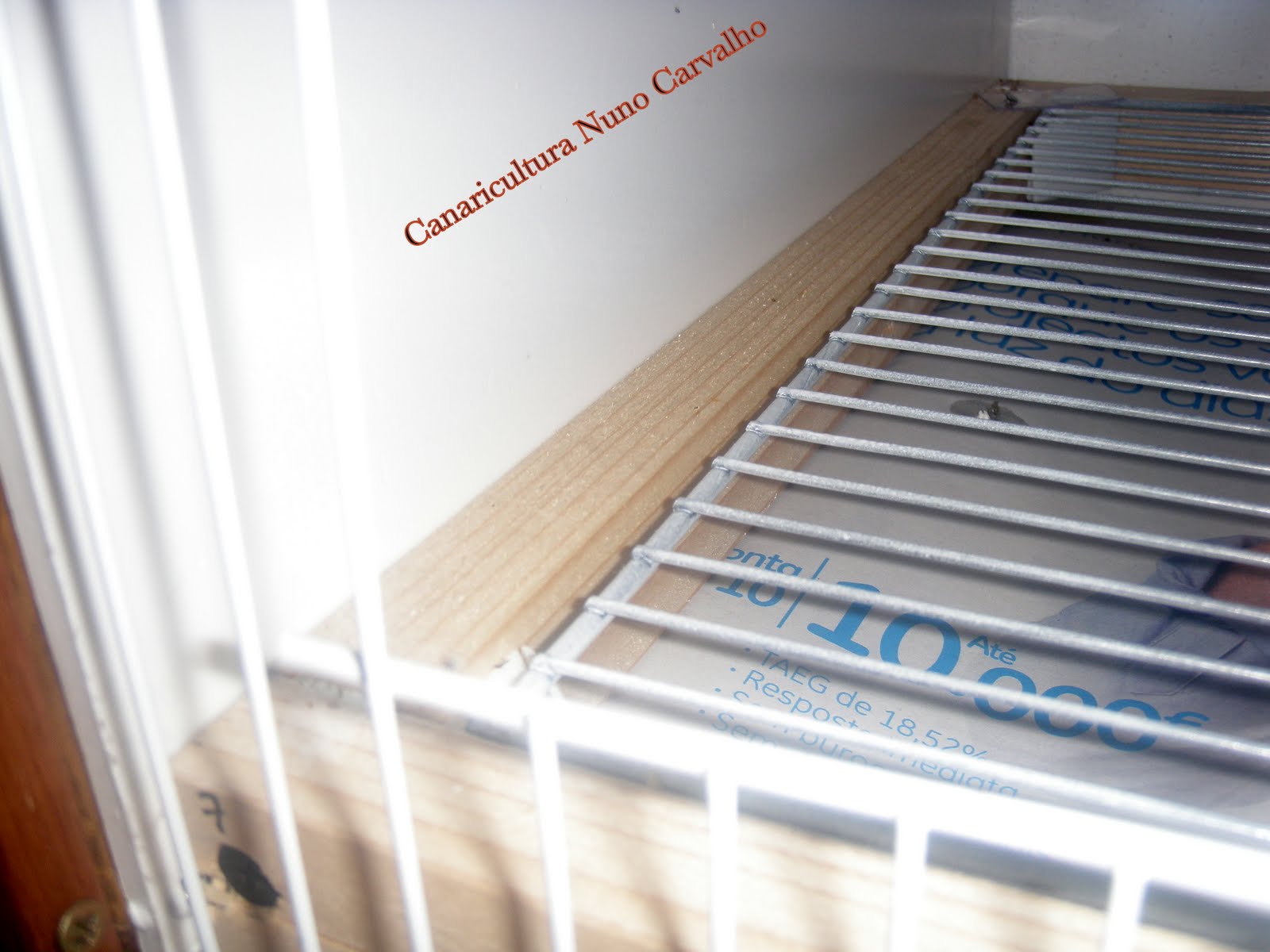 [bricolagem+canários1.JPG]