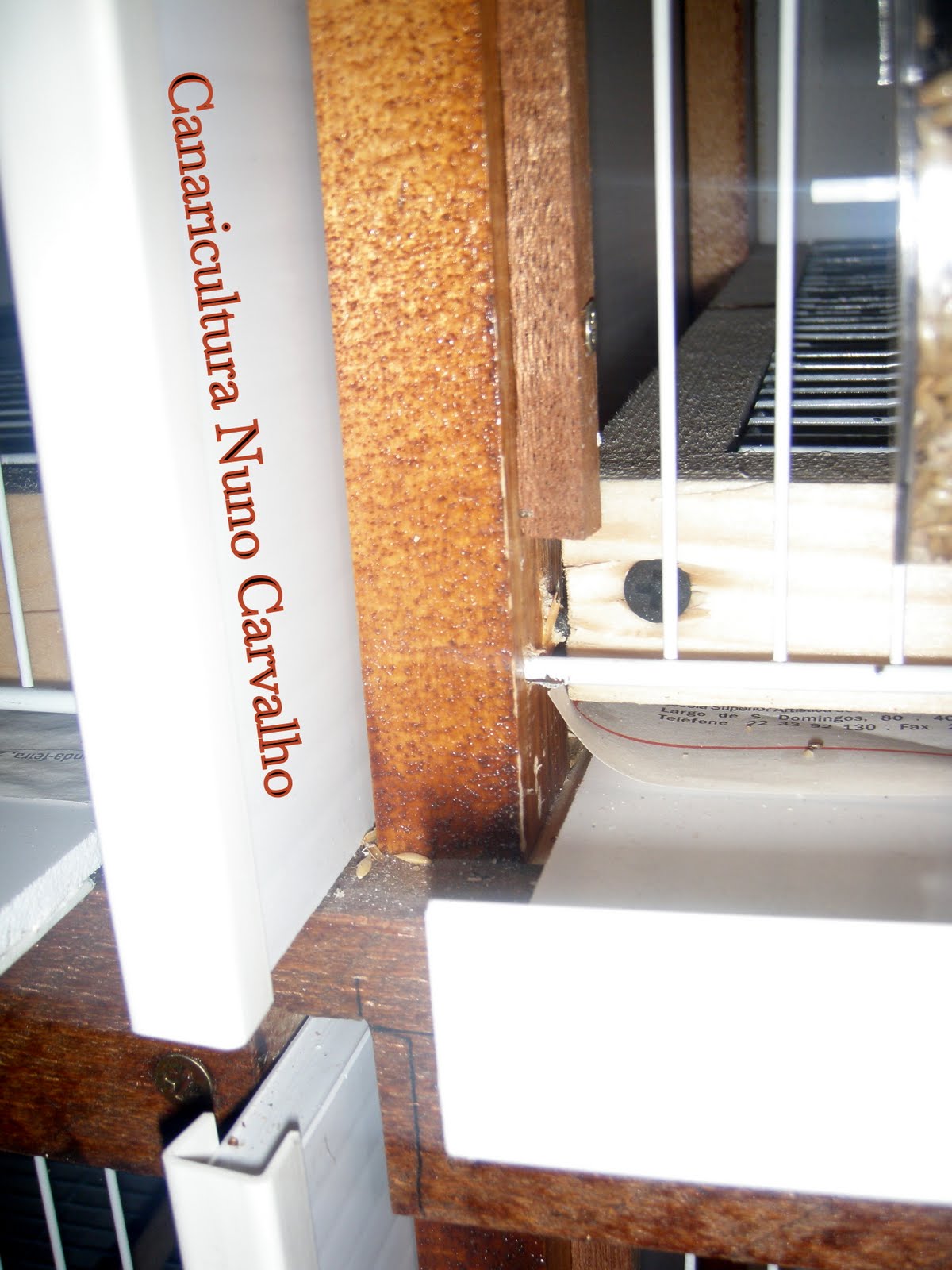 [bricolagem+canários7.JPG]