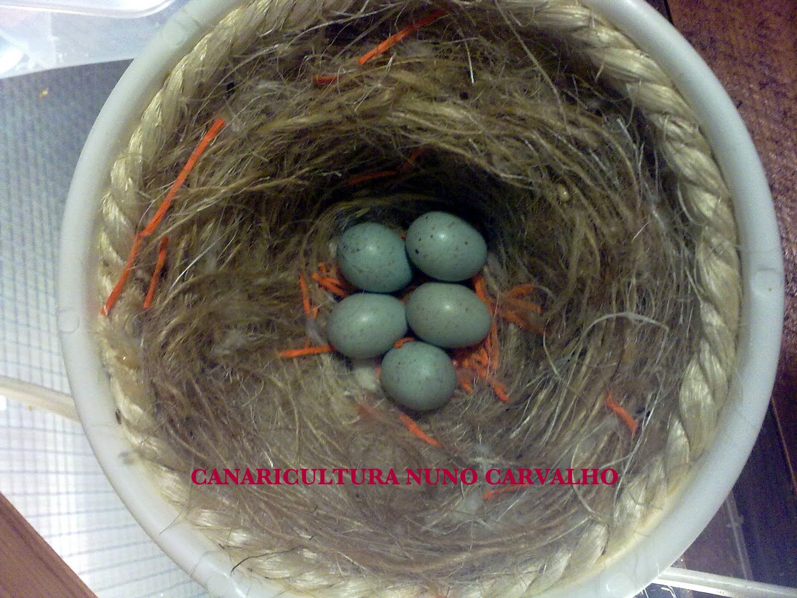 [ninhos_canarios1.jpg]