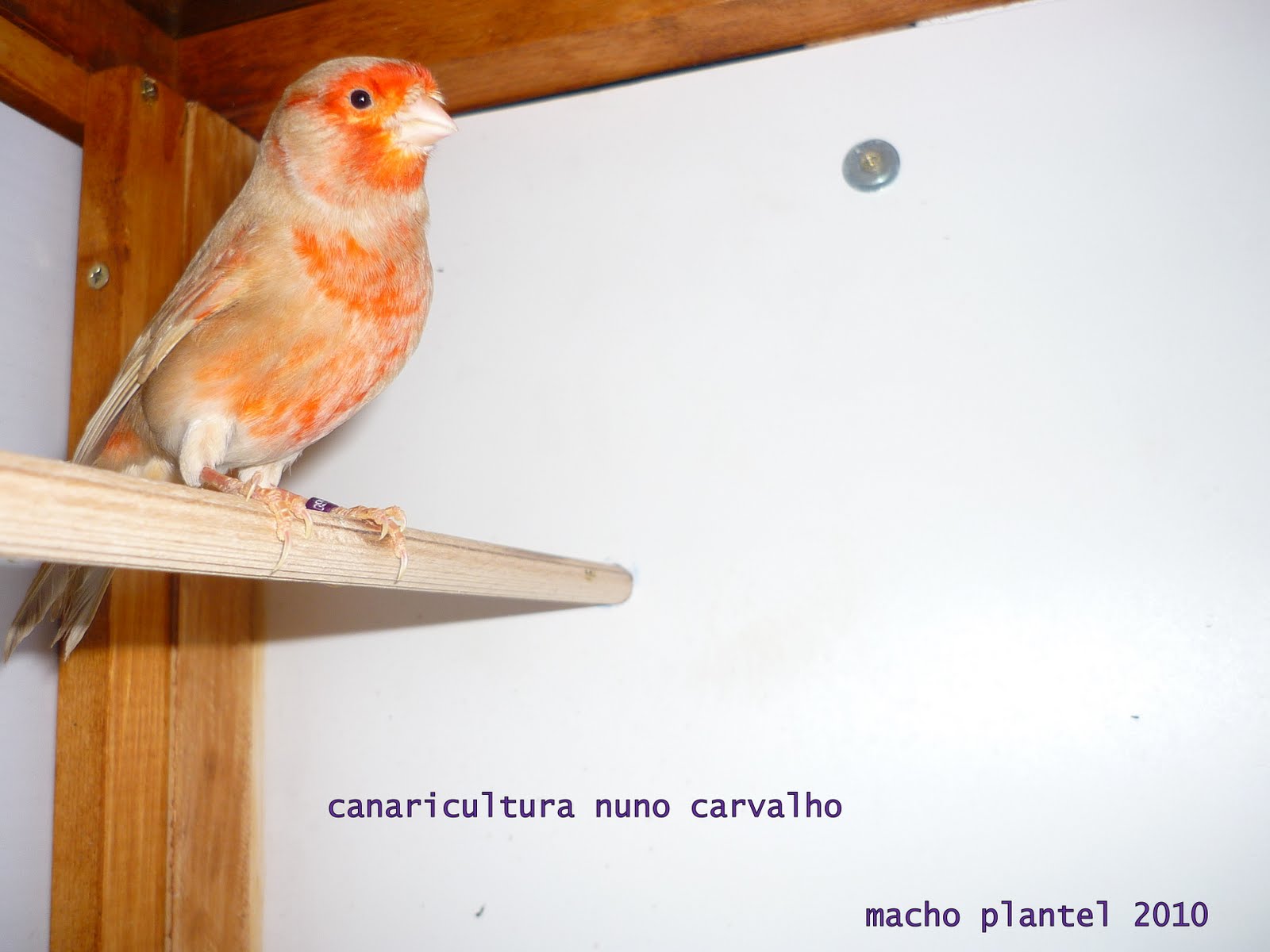 [criações_2010_canarios3.JPG]