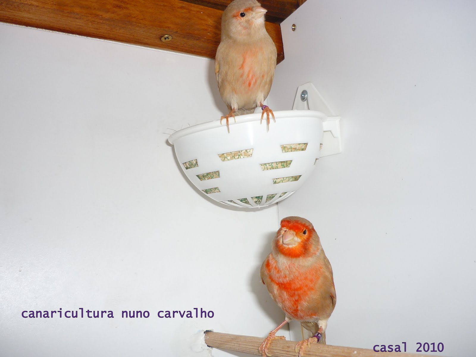 [criações_2010_canarios4.JPG]