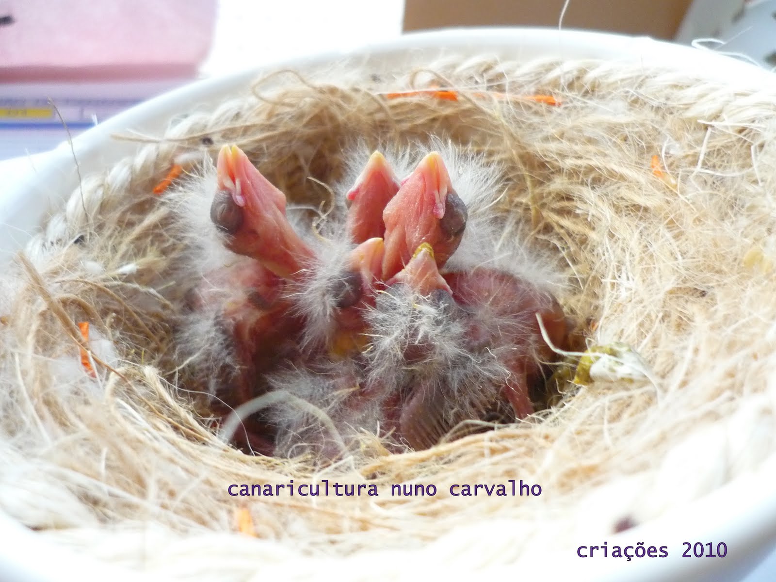 [criações_2010_canarios.JPG]