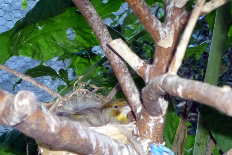 [femea+no+ninho.JPG]