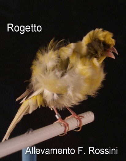 [Rogetto_Punto_3.jpg]