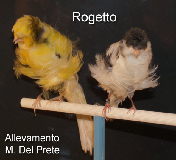 [Rogetto_Punto_5.jpg]