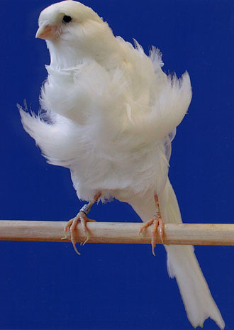 [canarios-rizados-padovanos-1.jpg]