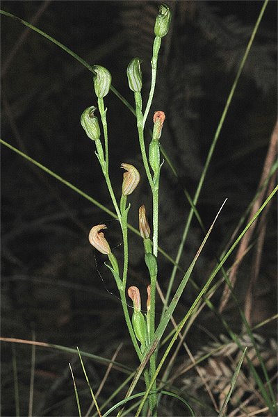 [Speculantha+parviflora+(green)+group+B+-+eml.jpg]