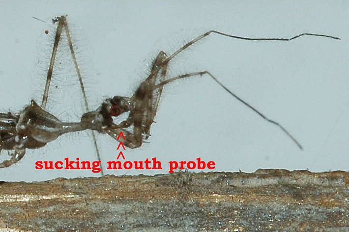[Assassin+Bug+-+sucking+mouth+probe.jpg]