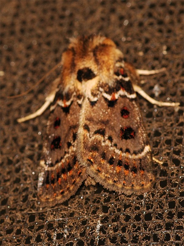 [Moth,+brown+furry+collar,+red+spots+B.jpg]