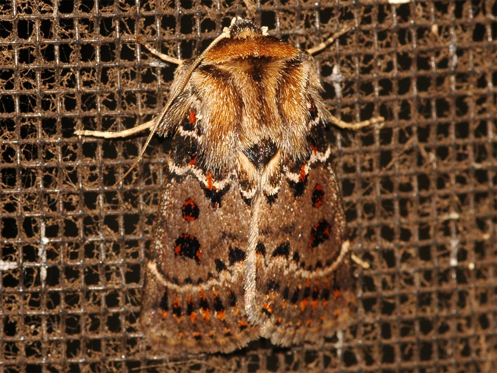 [Moth,+brown+furry+collar,+red+spots+A.jpg]