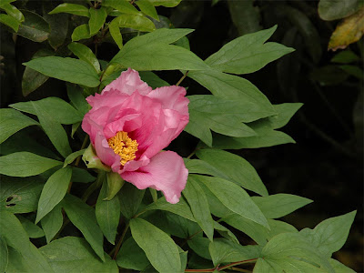 The Nature of Robertson: Pink Japanese Tree Peony 