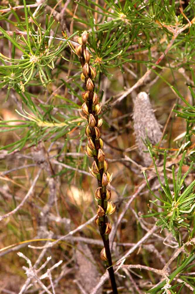 The Nature of Robertson: October 2010