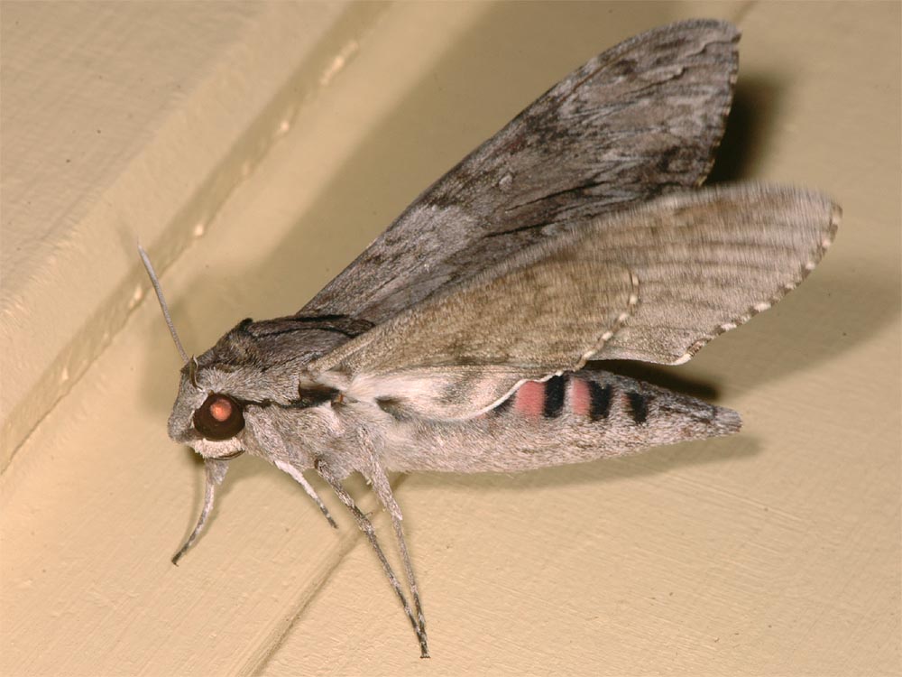 Insect Flutter The Nature of Robertson: February - the Month of Insects.