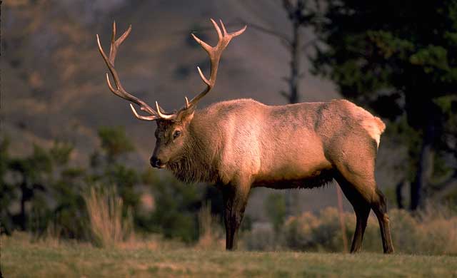 rocky mountain elk weight