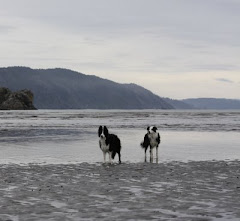 Beach Dogs