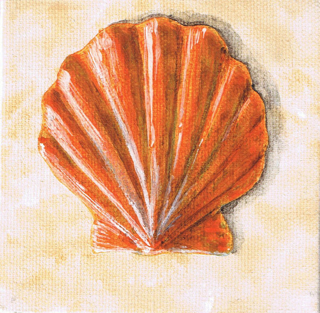 Austral Scallop--orange