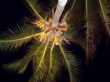 Coconut Palms at Dusk