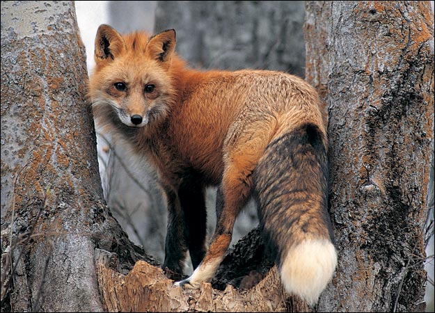 [fox-picture.jpg]