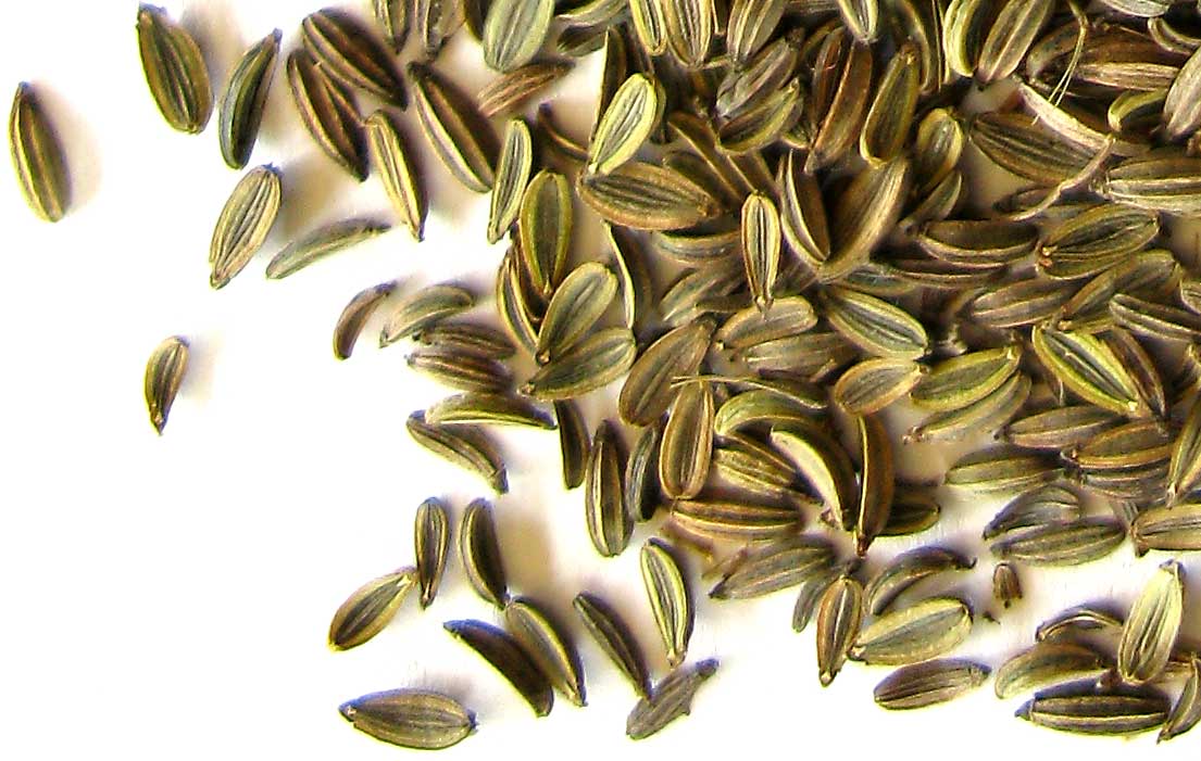 Pheasant Place The pleasures of fennel