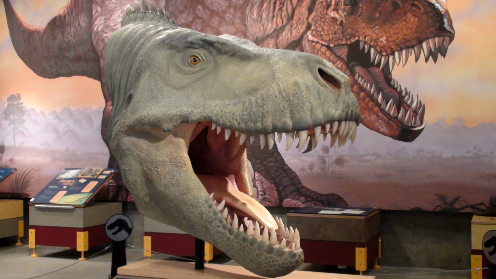 Canadian dinosaur named 'Scotty' named world's biggest T. rex