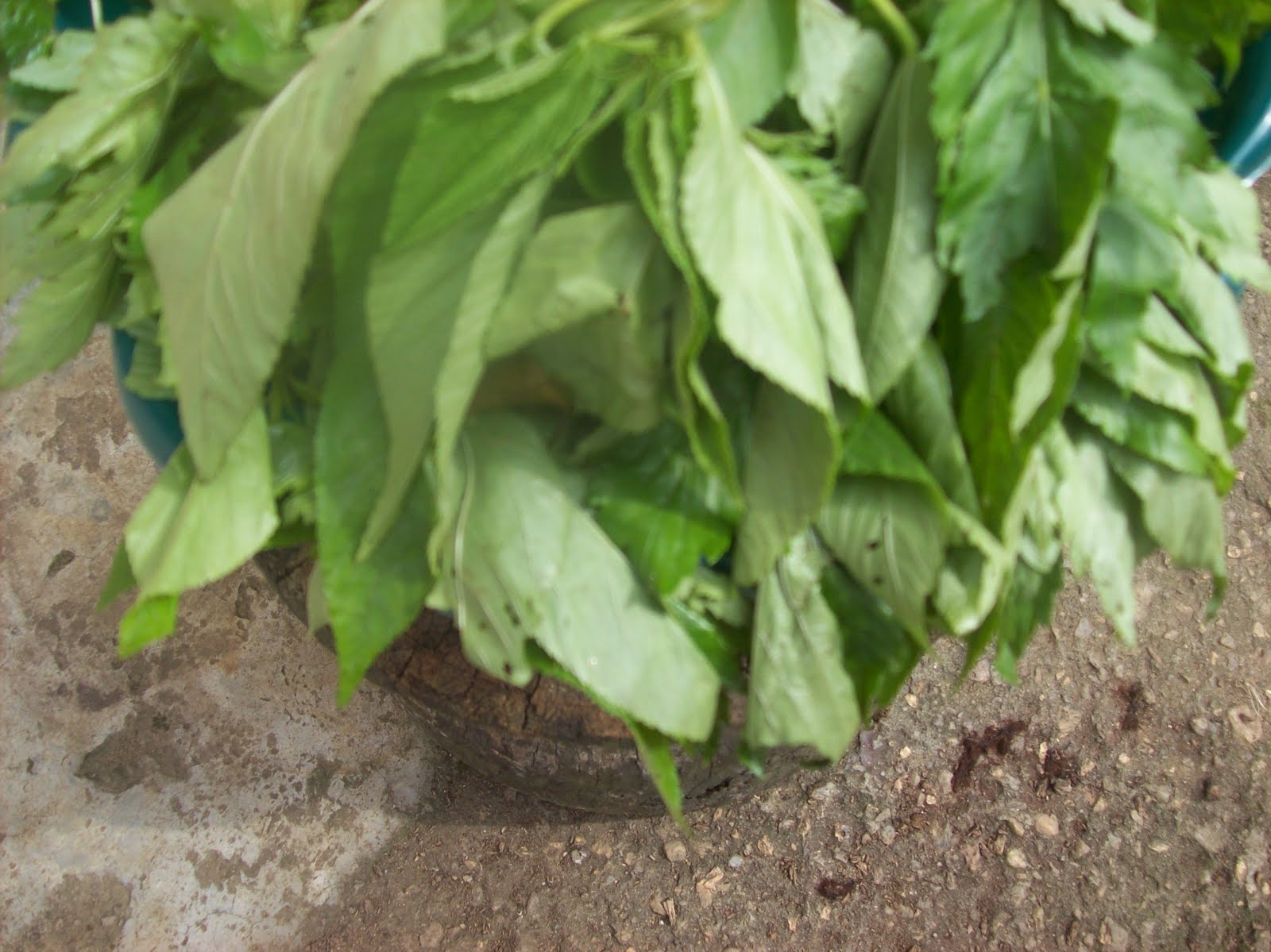 Agric. Products in Lagos Markets. Article 56 BITTER LEAF