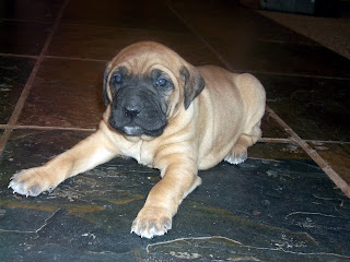 Davies' Black Mouth Curs