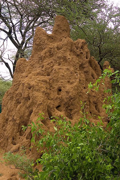 [399px-Termite_mound_Tanzania.jpg]