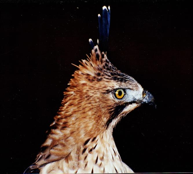 DEDDY MADJMOE: elang jawa masih banyak ko....!!!