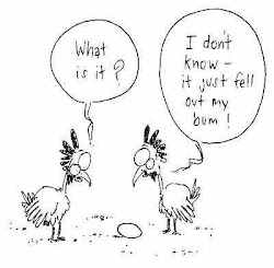 funny chicken coop muck