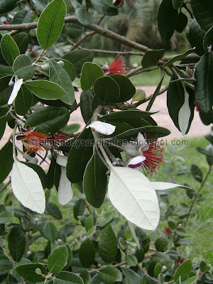 Guayabo del país