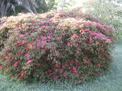 Calliandra tweedii