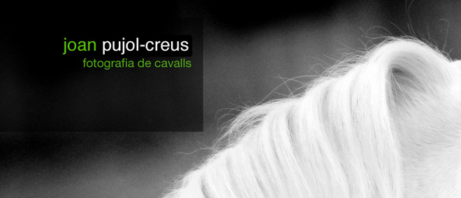 fotografia de cavalls