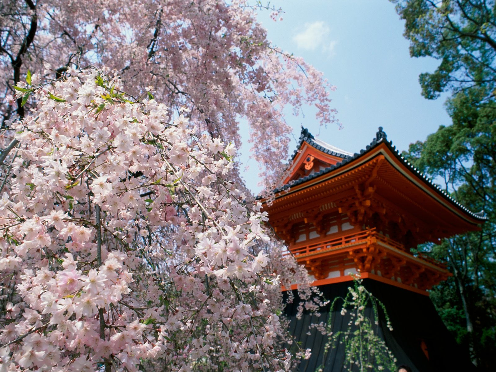 http://2.bp.blogspot.com/_708_wIdtSh0/S_5iQsuD5FI/AAAAAAAABEY/pKi0RULJmxY/s1600/Cherry+Blossoms,+Ninnaji+Temple,+Kyoto,+Japan.jpg