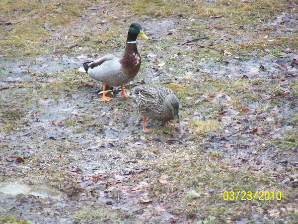 Mallard ducks in our backyard!