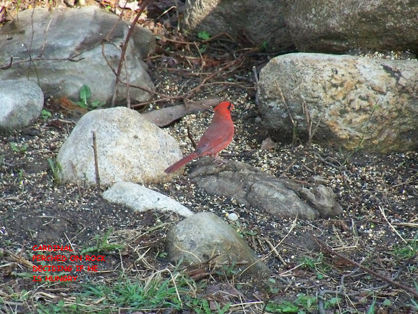 OUR BACKYARD WILDLIFE