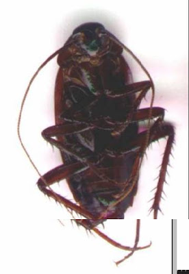 Chacaraca Insecto tallarinesycerveza: noviembre 2008