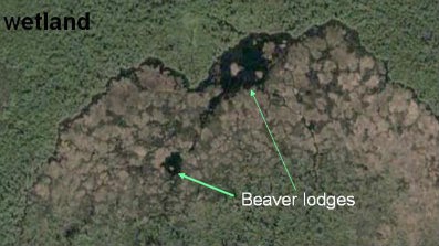 World-s-Biggest-Beaver-Dam.jpg