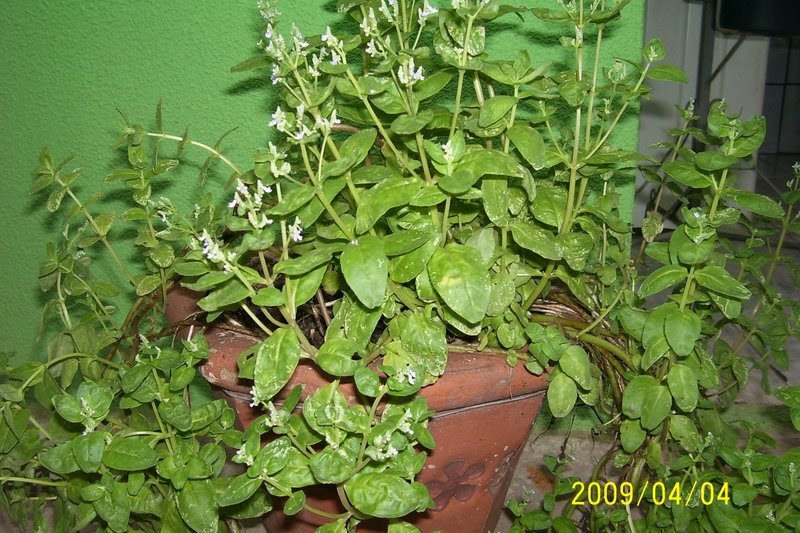 Fotos de Umbanda Estudo Catinga de