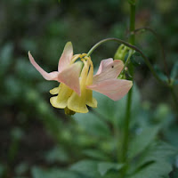 Columbine