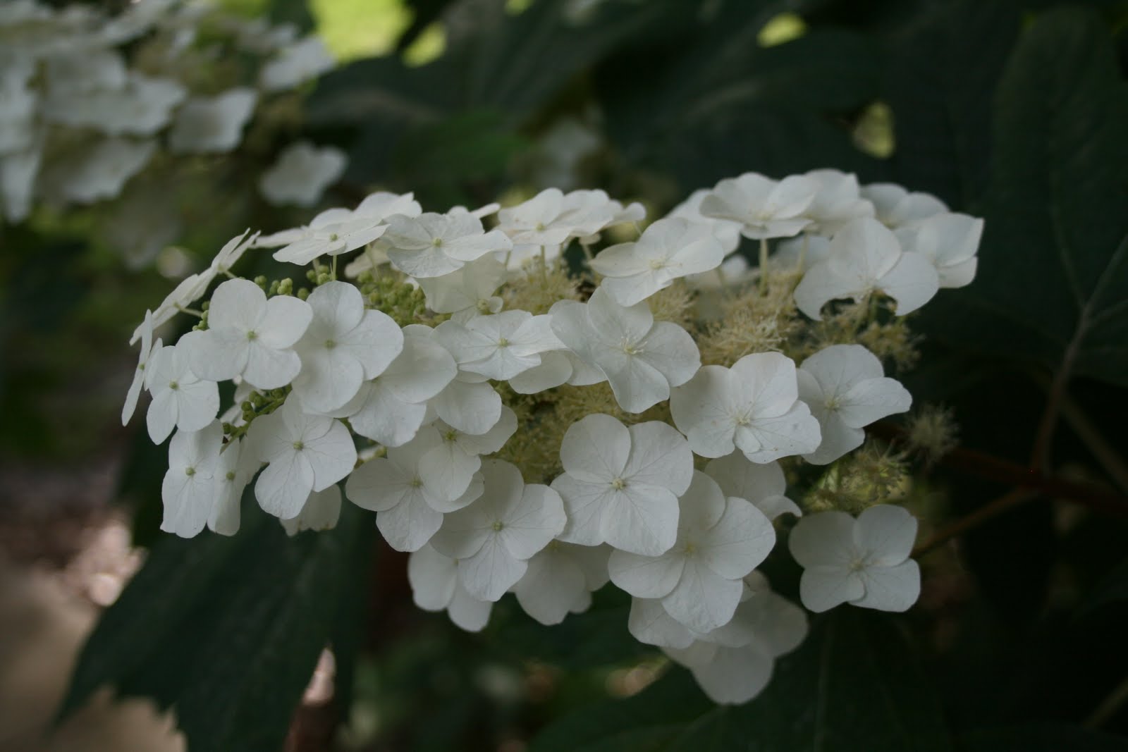 Tom's Green Thumb What a Plant