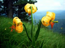 bosnian lily